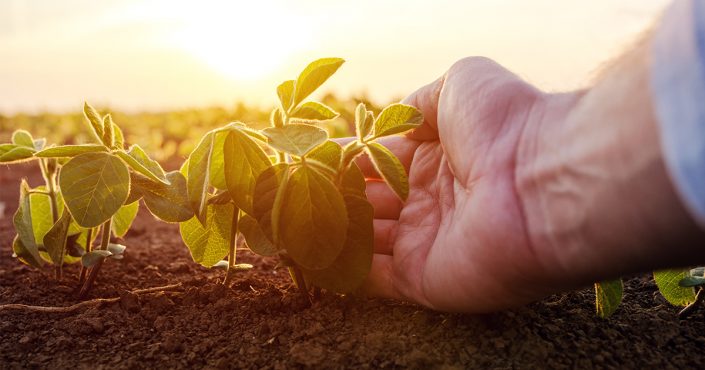 agronomi